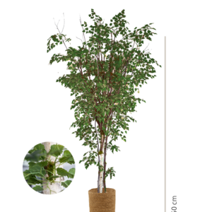 ABEDUL ABANICO VERDE 150