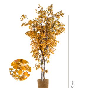 ABEDUL ABANICO OTOÑAL 180